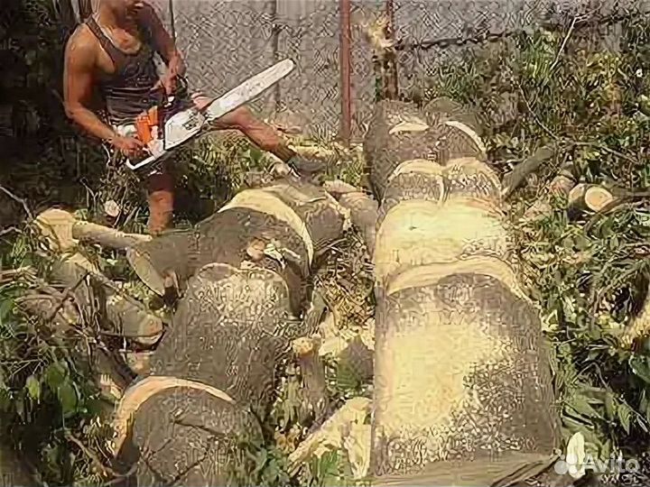 Спил и удаление деревьев