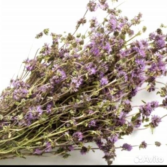 Болотная мята Омбала