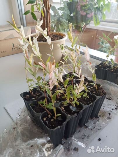 Ива хакуро нишики