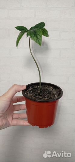 Клеродендрум томпсон в горшке 0.3 л