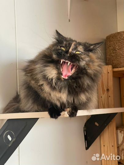 Ласковая кошка