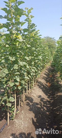 Декоративно- лиственные саженцы