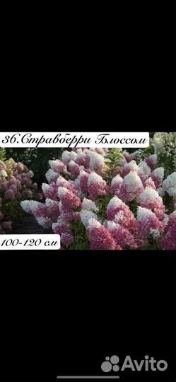 Гортензия Самарская Лидия и другие сорта