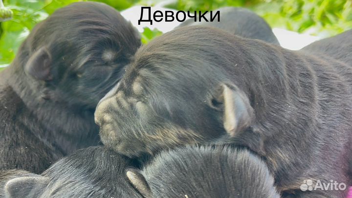 Щенки Немецкой овчарки