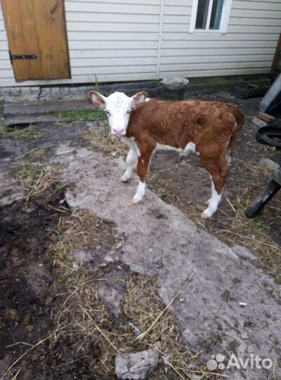 Продается корова с телком