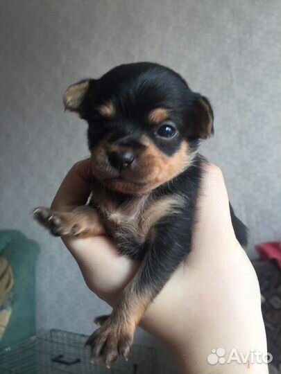 Мини той-терьер щенки