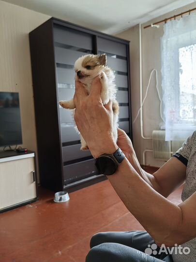 Собака