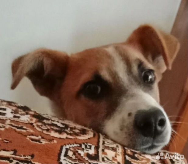 Щенок, мальчик