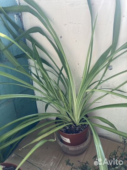 Хлорофитум