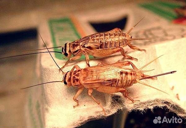 Сверчок кормовой, зофобас, мучной червь