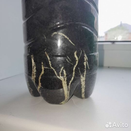 Саженцы винограда