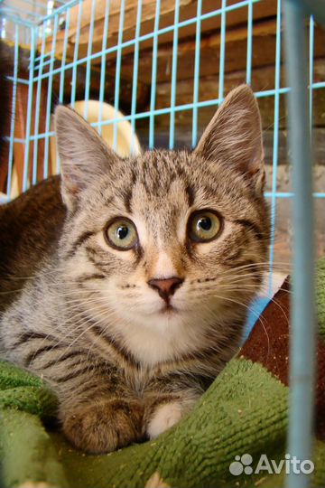 Котенок девочка 4,5 месяца