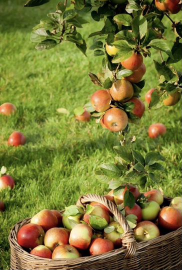 Участок 362 га (СНТ, ДНП)