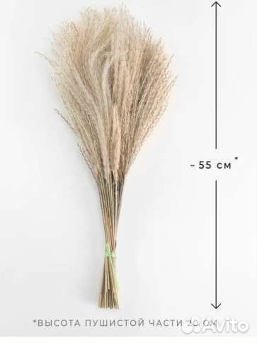 Новая Пампасная трава, Сухоцвет для декора