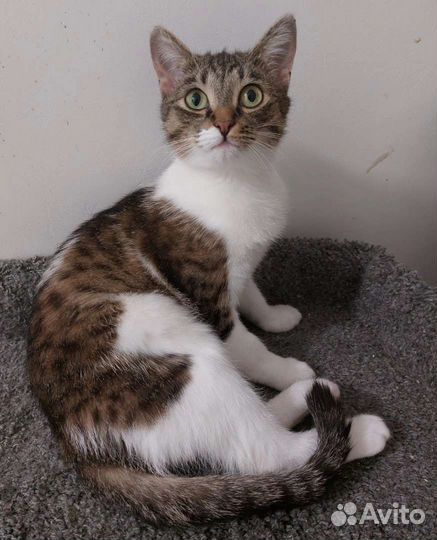 Чудом спасённой в морозы кошечке нужен дом