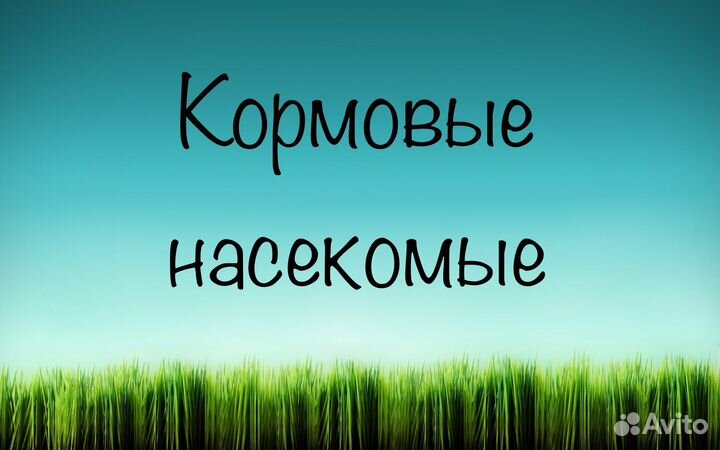 Кормовые насекомые
