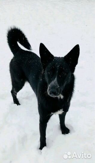 Небольшая собачка ищет хозяина