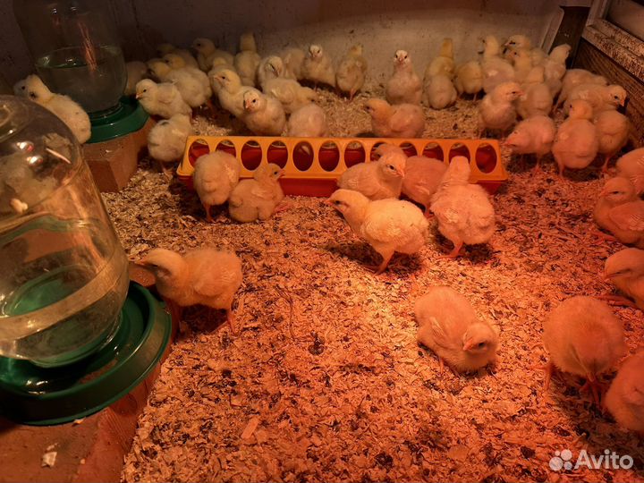 Цыплята бройлеры