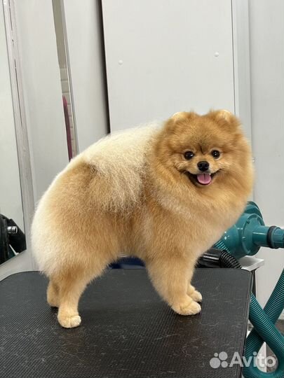 Породный груминг (стрижка) собак породы шпиц