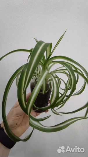 Хлорофитум Curty Locks (кудрявый), хойя