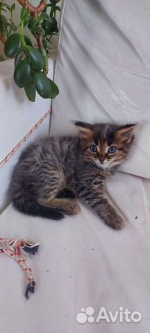 Котик в любящие руки)