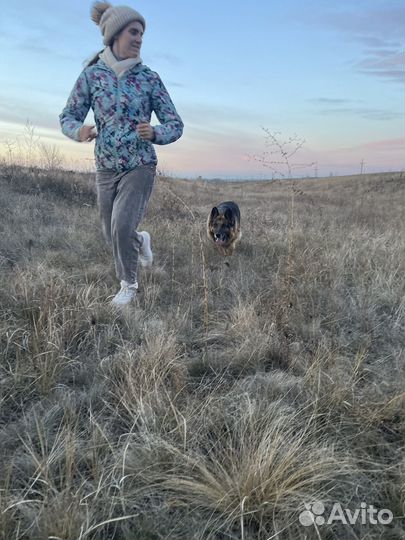 Немецкая овчарка