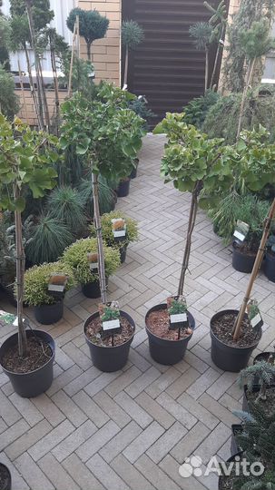 На штамбе огромный выбор хвойных