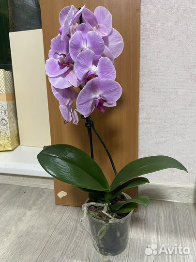 Орхидея фаленопсис