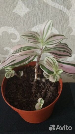 Традесканция