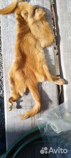 Шкуры выделанные лисы, писца и еще когото)