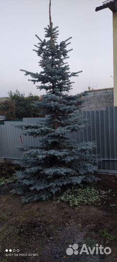 Ель голубая