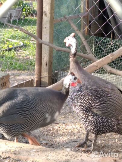 Яйца инкубационные цесарки