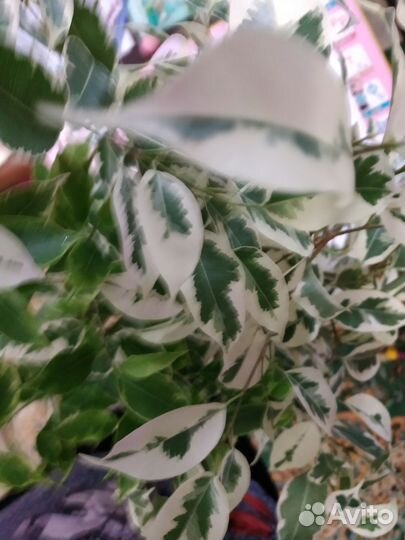 Фикус бенджамина пестролистный 2 видов