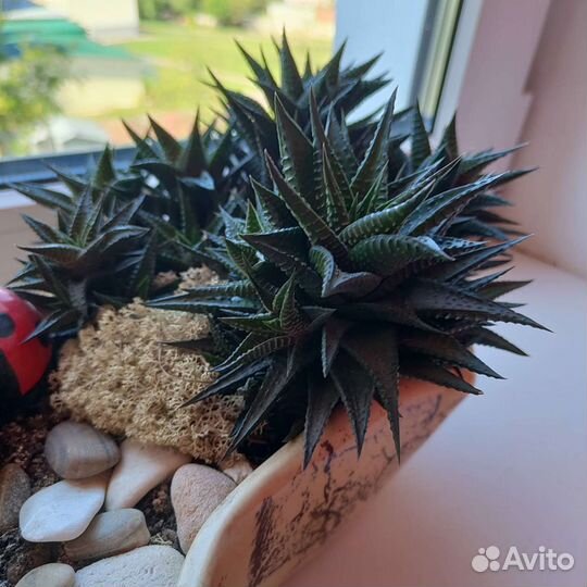 Суккуленты Хавортия лимолистная