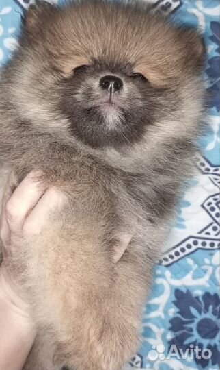 Померанский шпиц тип мишка