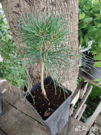 Сосна Гималайская Гриффита Валлиха саженцы