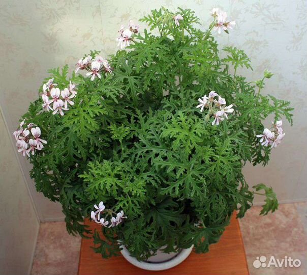 Пеларгонии сортовые