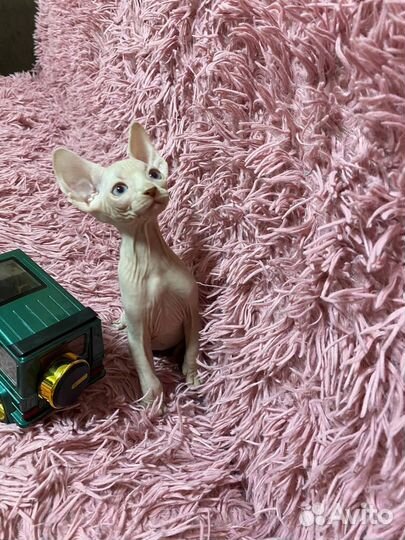 Котята сфинкс