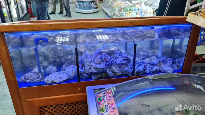 Аквариум для устриц