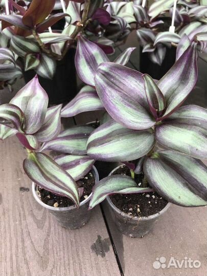 Традесканция Зебрина