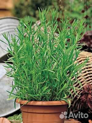 Эстрагон (тархун)