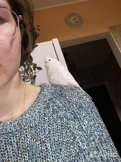 Попугай корелла-альбинос, девочка