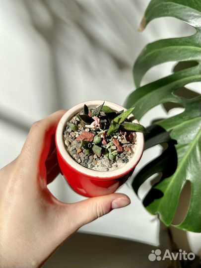 Флорариум с суккулентами