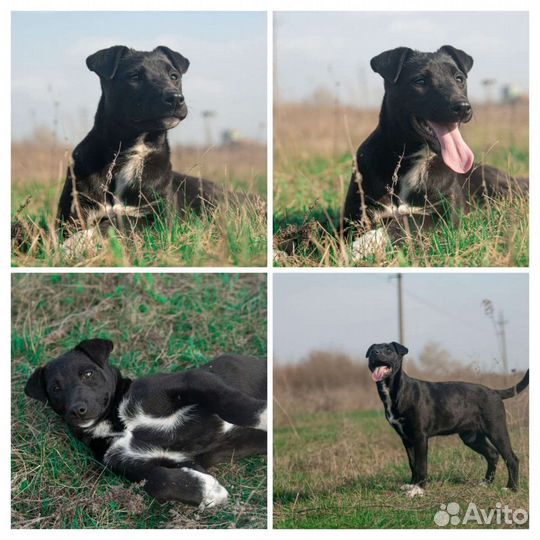 Малыши карандаши 5 мес в добрую семью