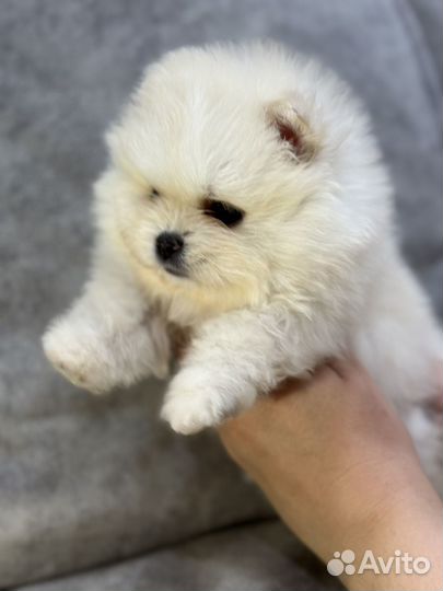 Малыши померашки мини куколки