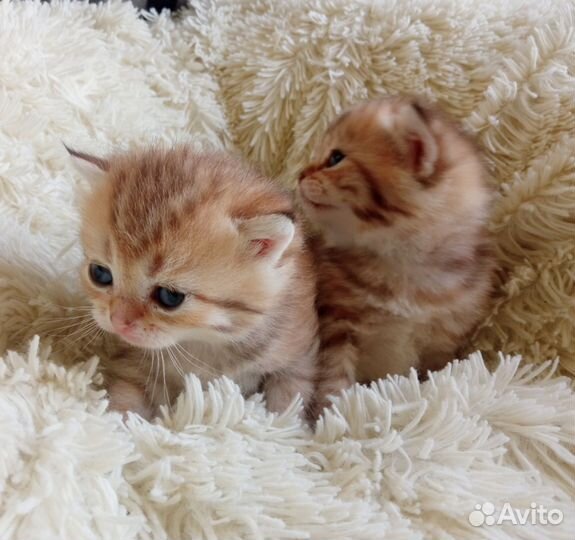 Котята, золотые