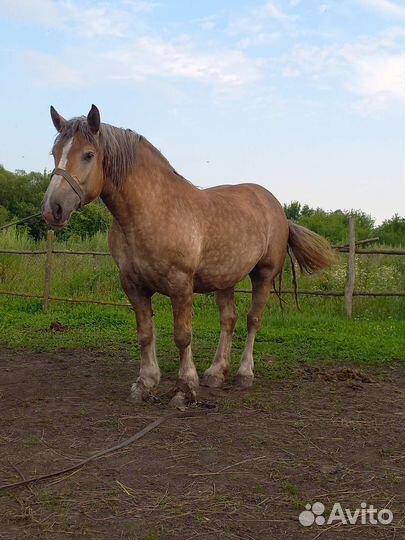 Продам двух кобыл