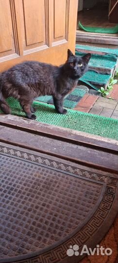 Подбросили на даче ласкового чёрного кота