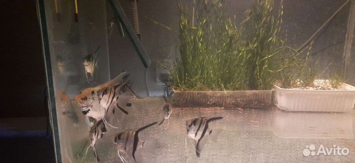 Аквариумные рыбки. Корма для рыбок