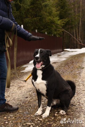 Собака в добрые руки